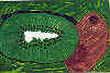 This painting of a Kiwi Fruit is true to life.  This is brought into being by a palette knife.