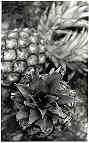 My choice of subject matter for this piece of art (pineapples).  I like their form-shape, texture and pattern.  The composition and framing of the objects was important to me and I chose to take the shot from an elevated position to represent their d