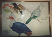 I have an interest in drawing and painting birds because of the bright colours. These birds were taken from a book I got out of the library and I thought I would do them in watercolour.