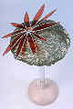 Rebutia Miniscula Cacti Hat.
This was the first cactus I owned when I was younger. I have reproduced it in glass and fabric to give a rich and unusual finish.