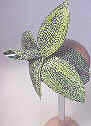 This headpiece was inspired by ball cacti : dotty, bumpy and highly textured surfaces. The Agave plant, with its fleshy, elegant leaves suggested the form. Before doing this project, I had a bit of a pet hate for cacti, but I see them differently now