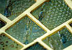 Tiles utilising glaze and texture.  For domestic use.
