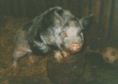 Tango, who lives down Cefn Mably Farm Park. I started doing voluntary work down the farm. All the animals have been rescued. When I feel down they always bring a smile to my face, even though they have been badly treated themselves, they are very the